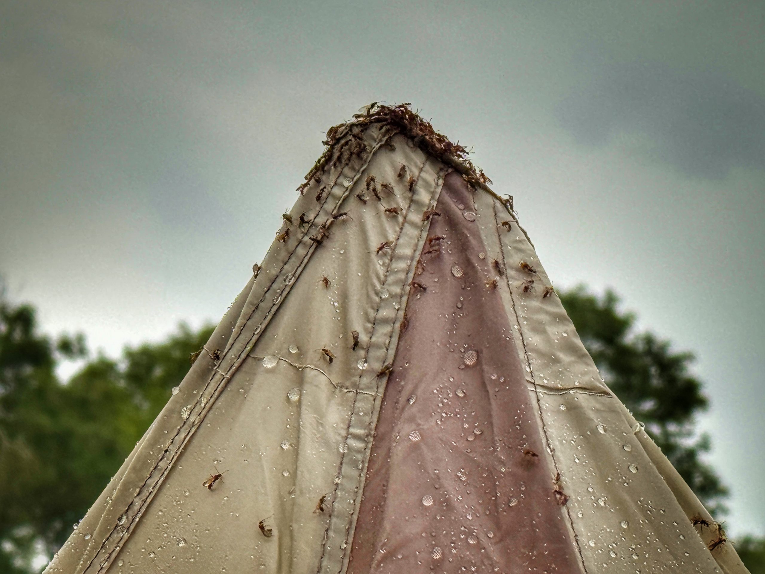 Flying ant infestation